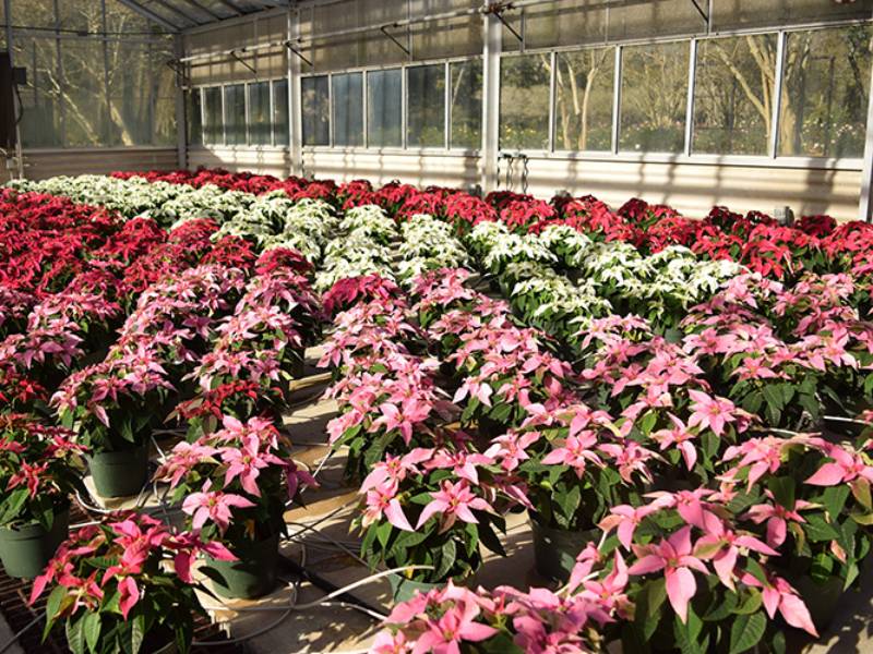 rows of pink, white, and red poinsettias in greenhouse