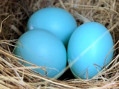 bluebird eggs