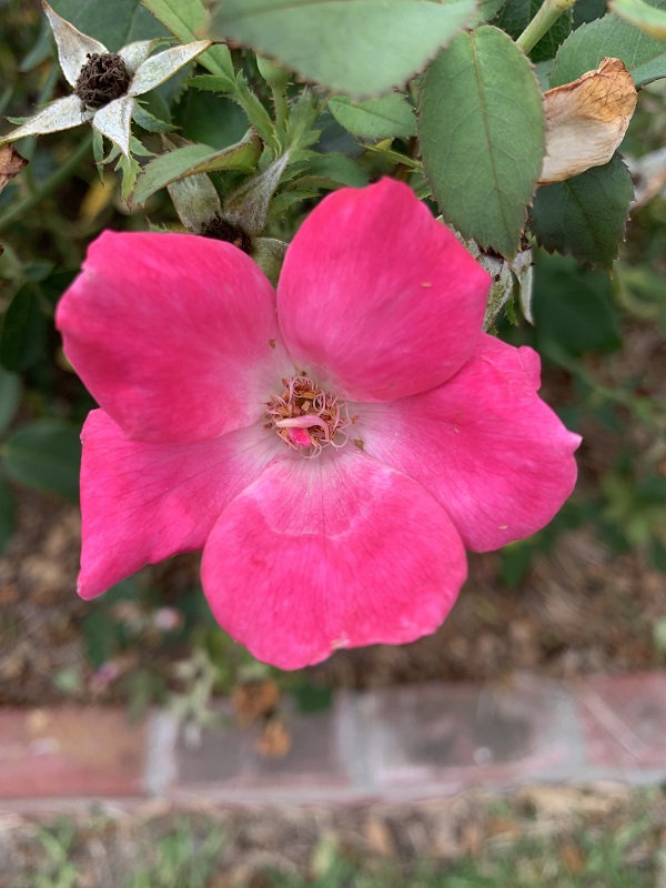 hot pink rose
