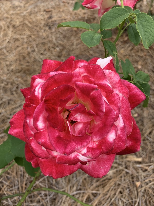 red and white rose