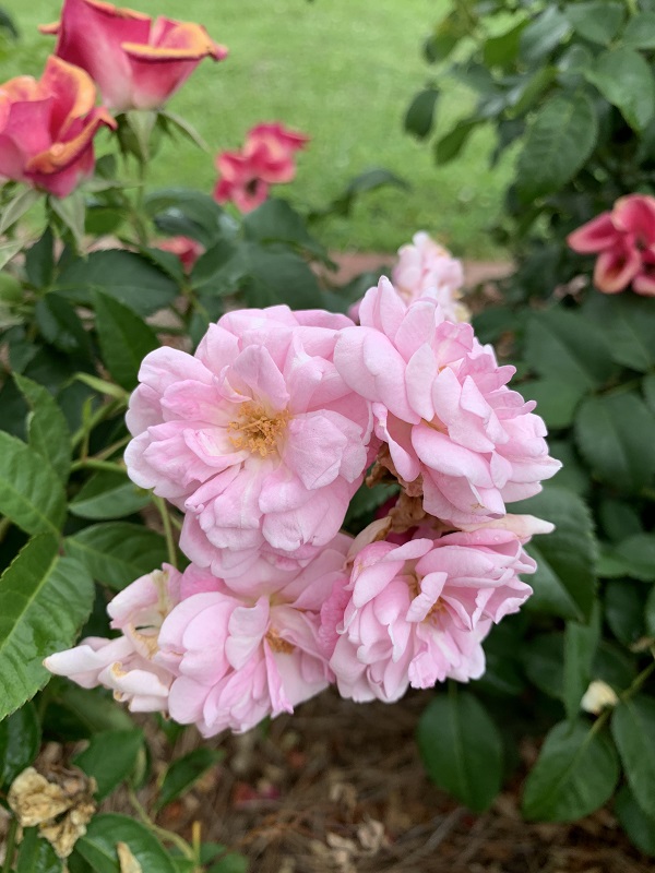 light pink roses