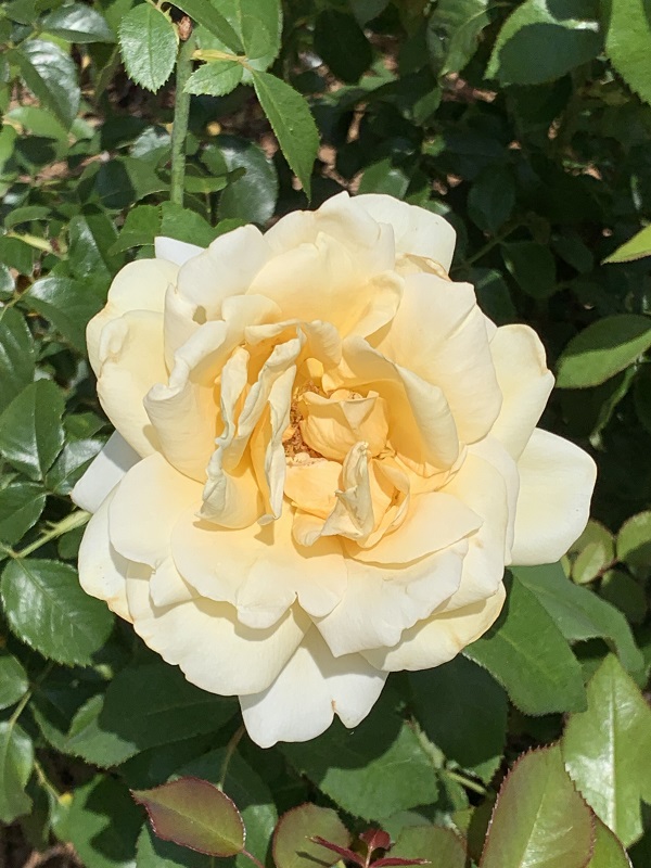 light yellow rose