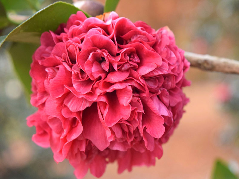 photo: camellia