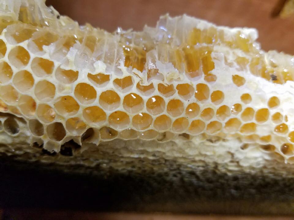 photo: honeycomb