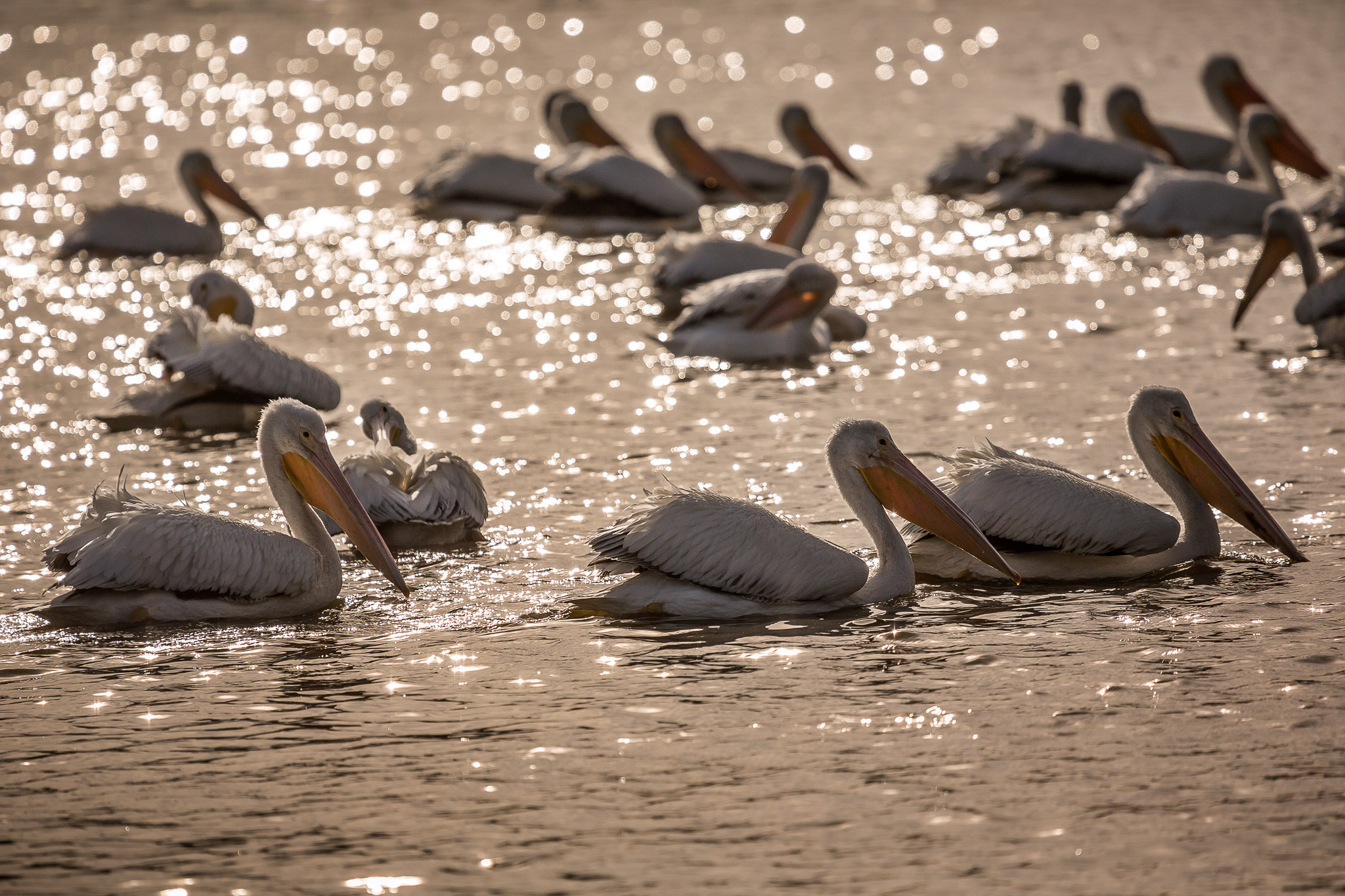 Pelicans on the Water