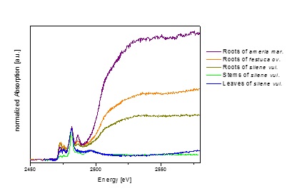 Comparison of XANES spectra (S K-edge and Pb M5 edge) for different plants with lead accumulation