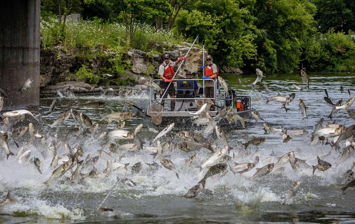 Fish jumping in front of a boat with people on it