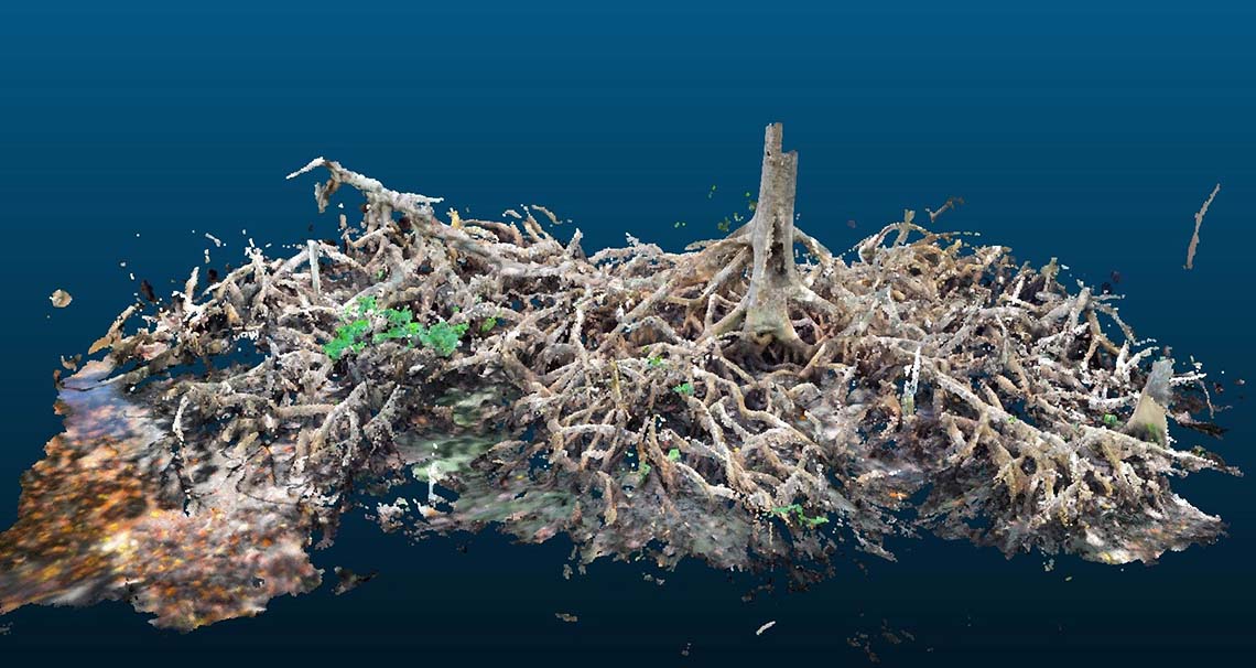 A 3D image of a mangrove root