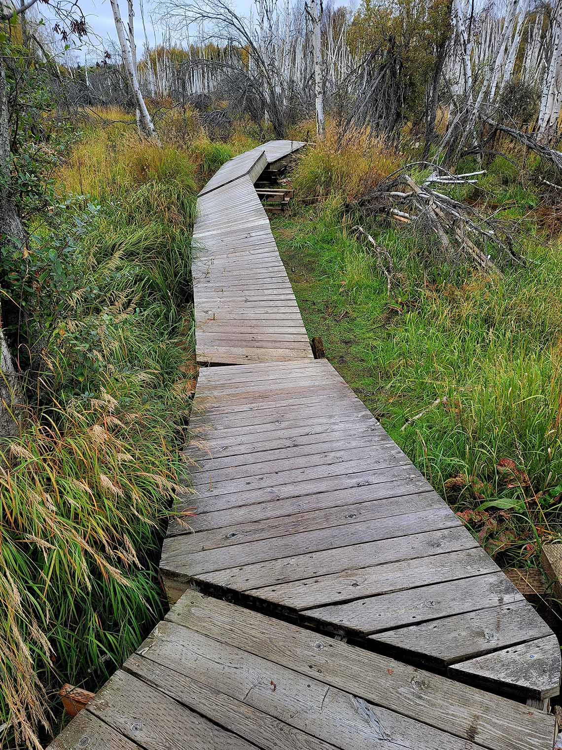 A boardwalk that has been damaged by melting permafrost