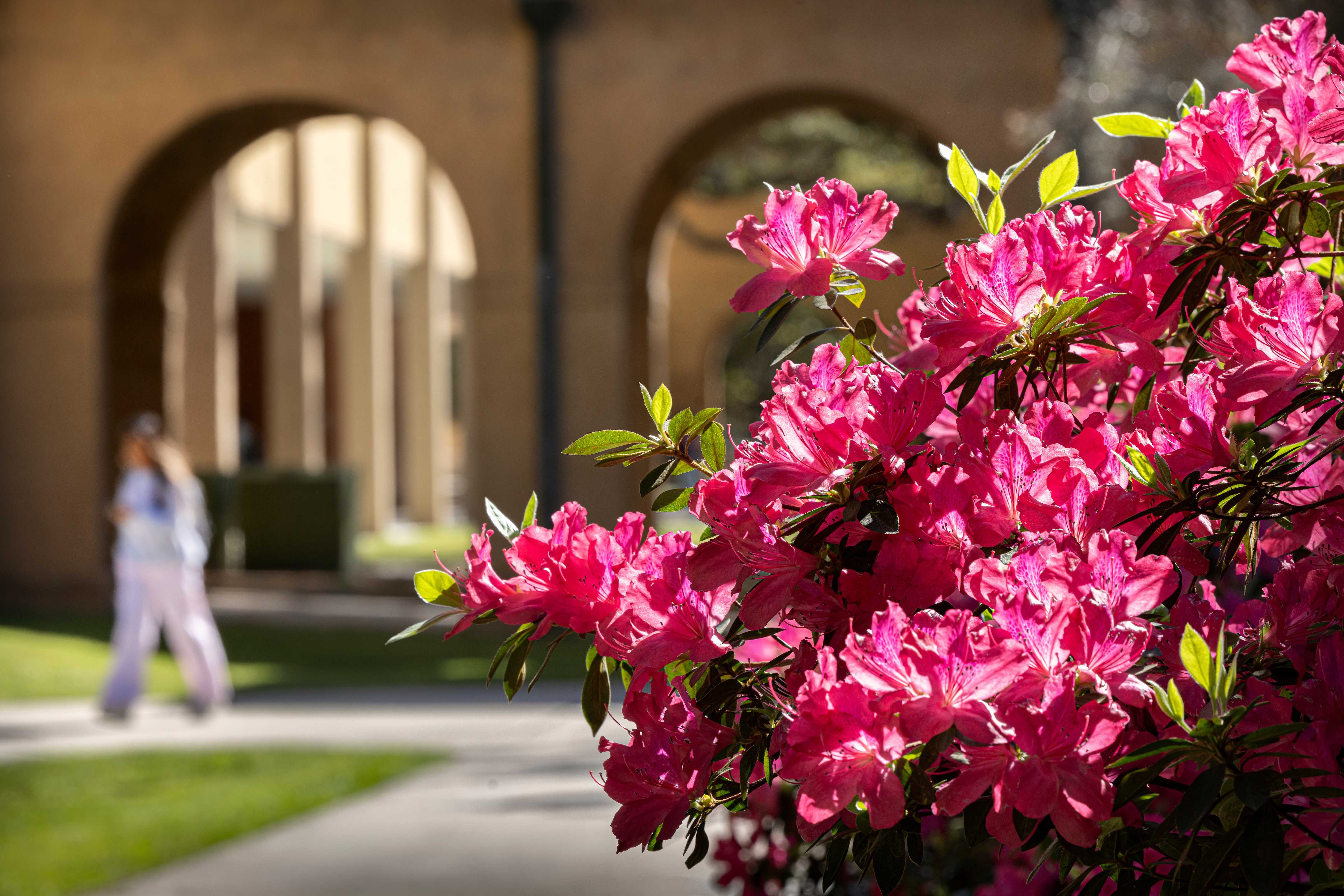 Azaleas in bloom on LSU campus