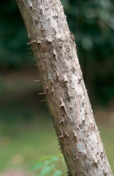 Aralia spinosa / aralia_spinosa_bark.jpg