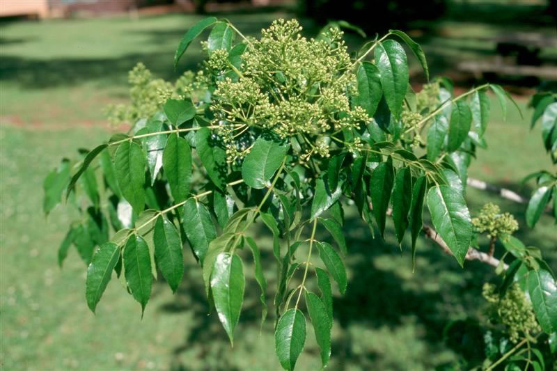 Zanthoxylum clava-herculis / zanthoxylum_clavaherculis_flower.jpg