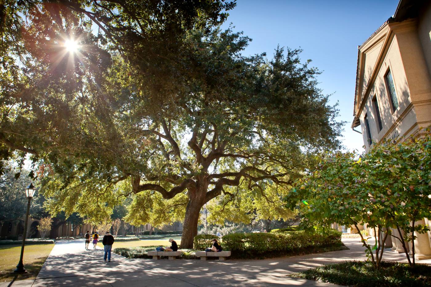 Students walking beneath sunny oaks in the LSU quadrangle
