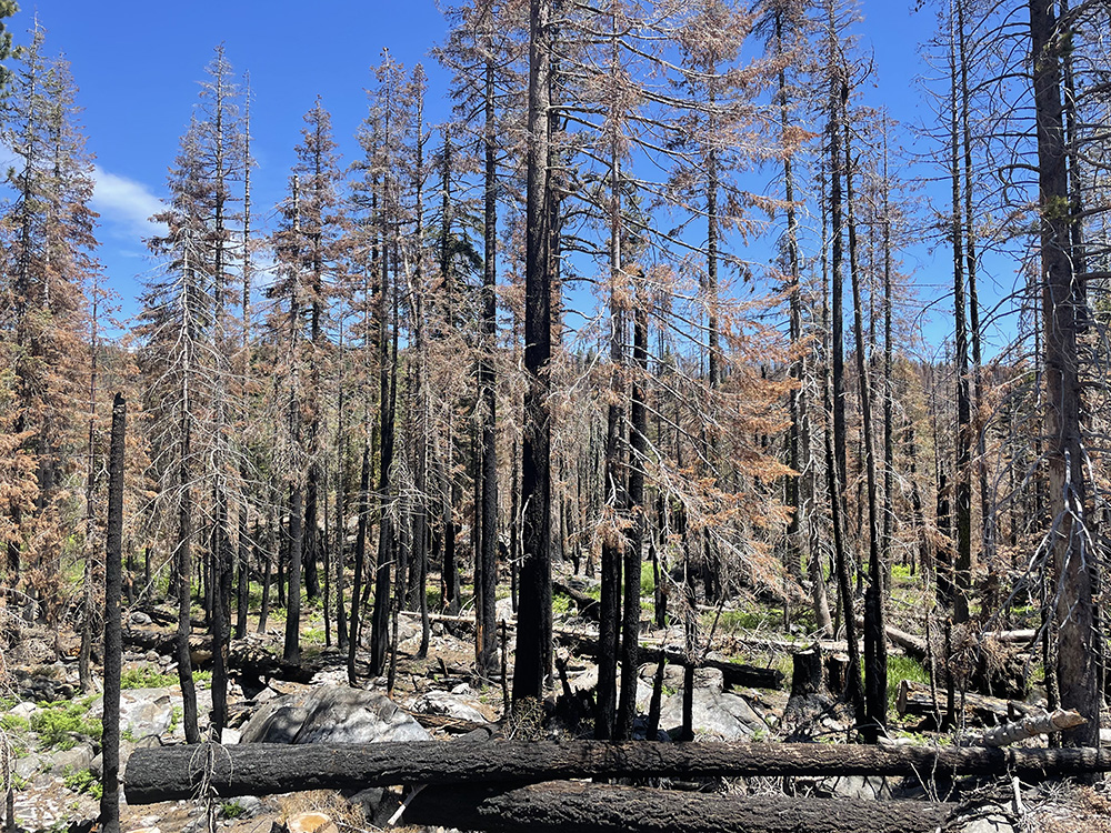 Forest post-wildfire