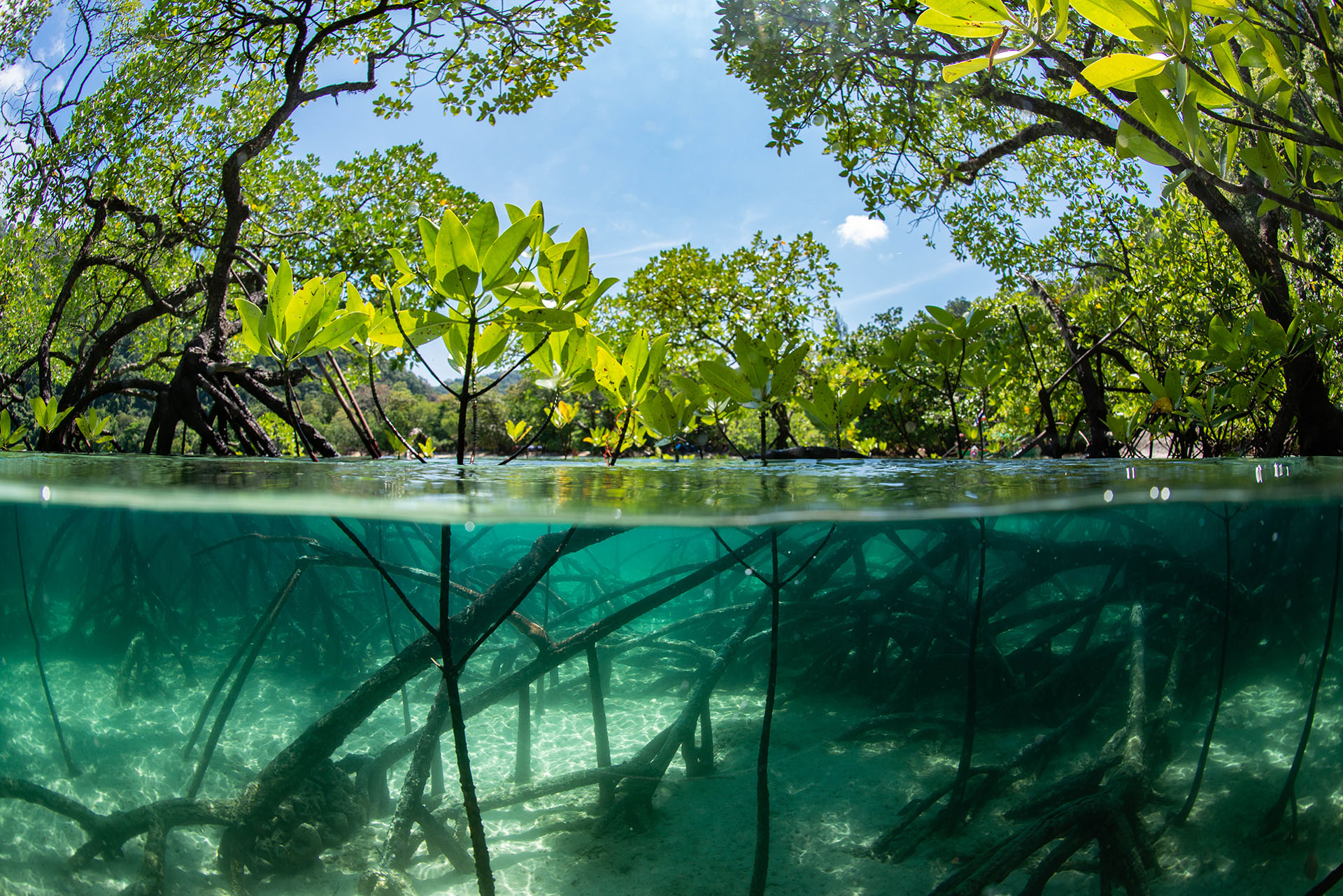 Image of mangrove swamp from surface level