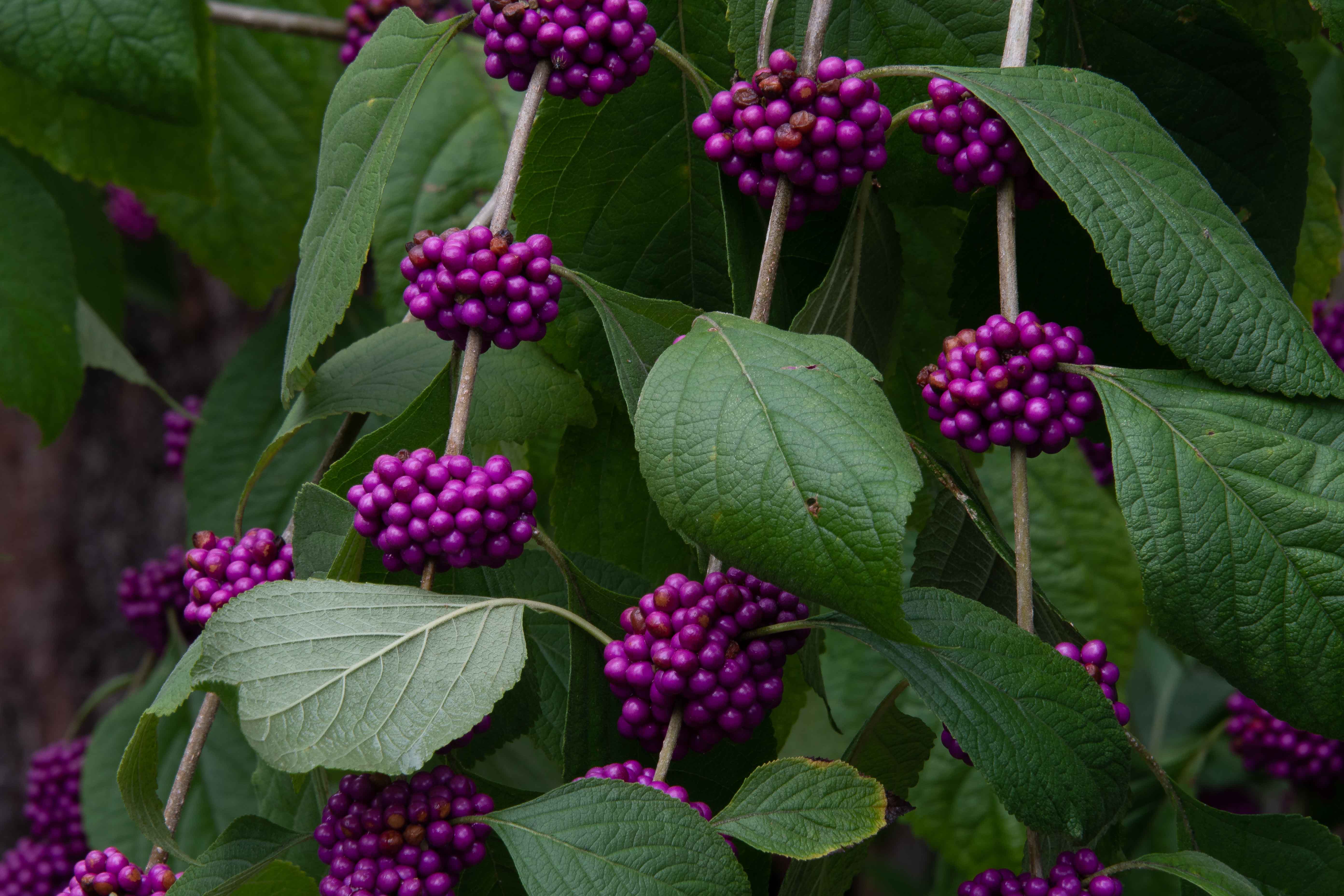 american beautyberry berries in full color