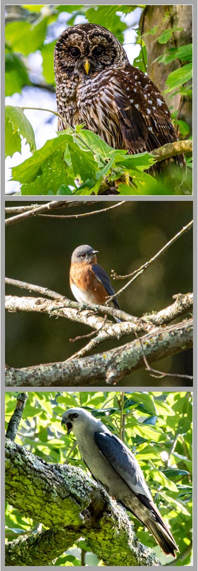tiered picture of barred owl, eastern bluebird, and Mississippi Kite