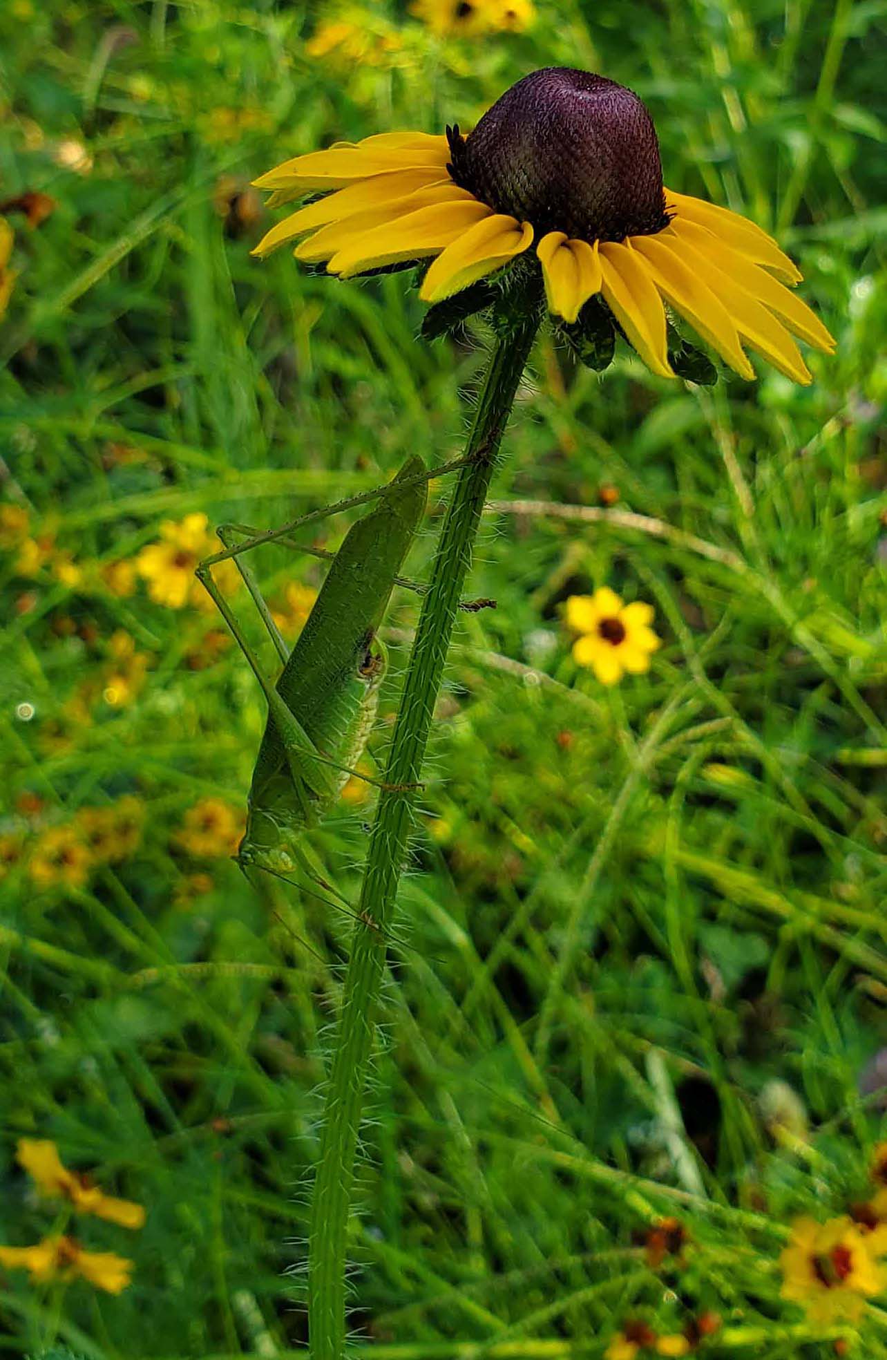 katydid on plant stalk