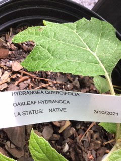 oakleaf hydrangea plant tag showing native status