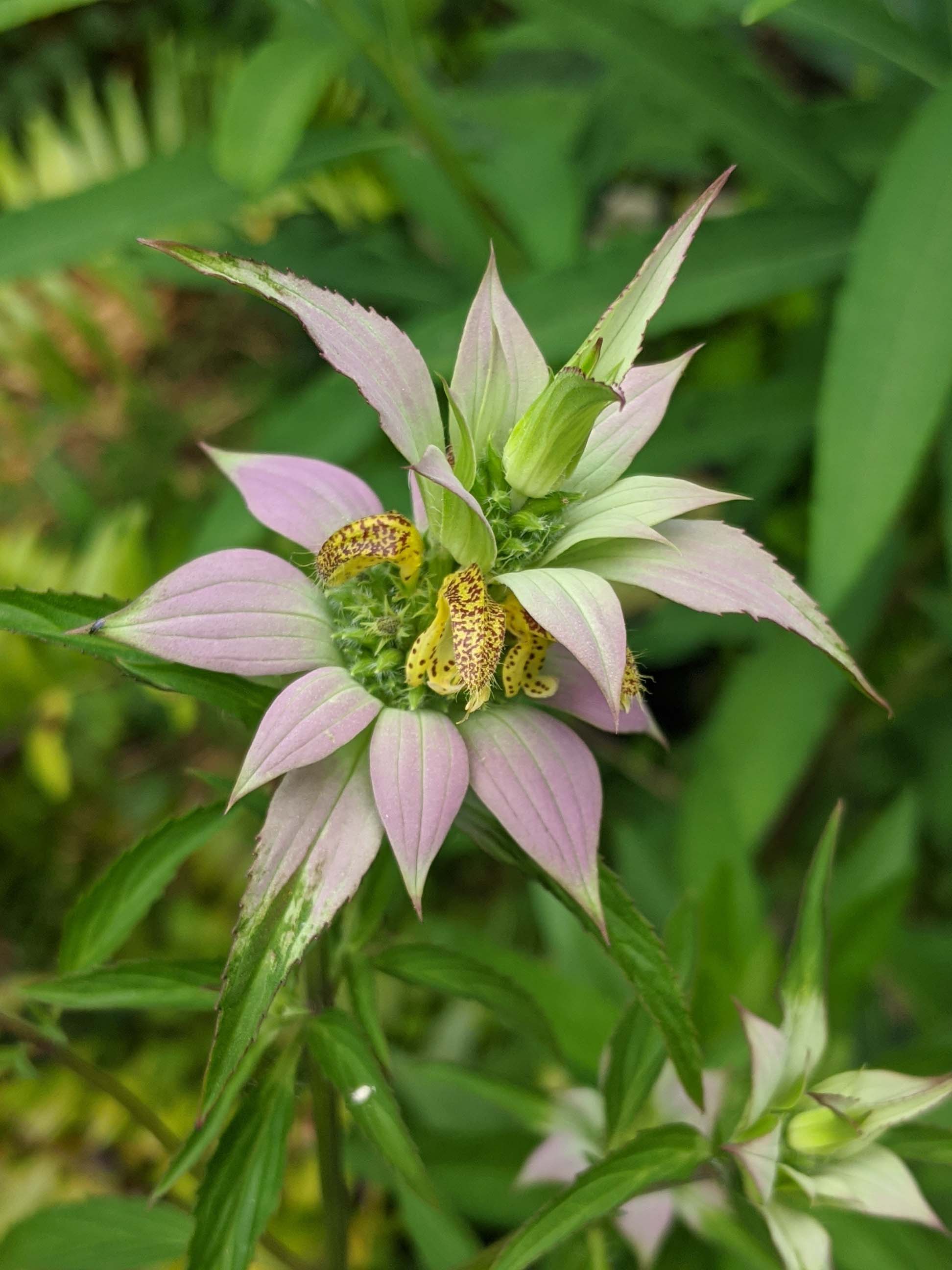 close up of spotted beebalm bloom