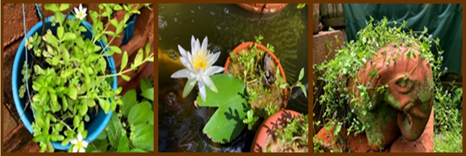 three pictures - pot of sabatia, a mini pond with plants and creeping eryngo n a decorative pot