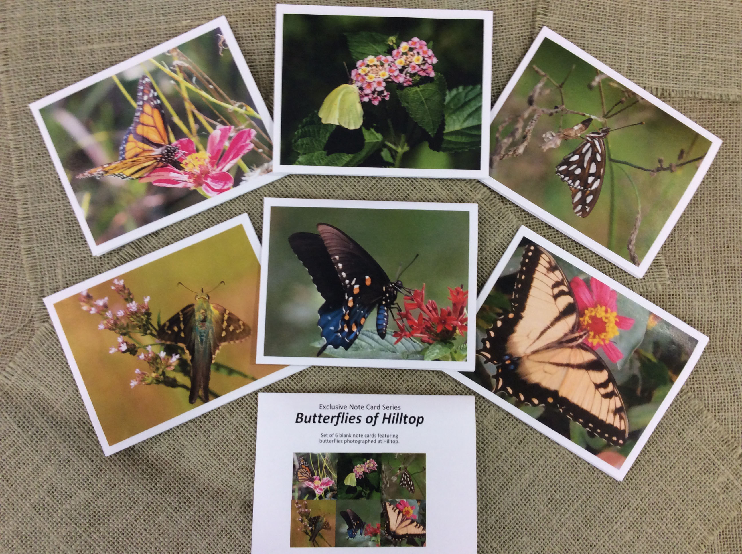 display of Butterflies of Hilltop note card set