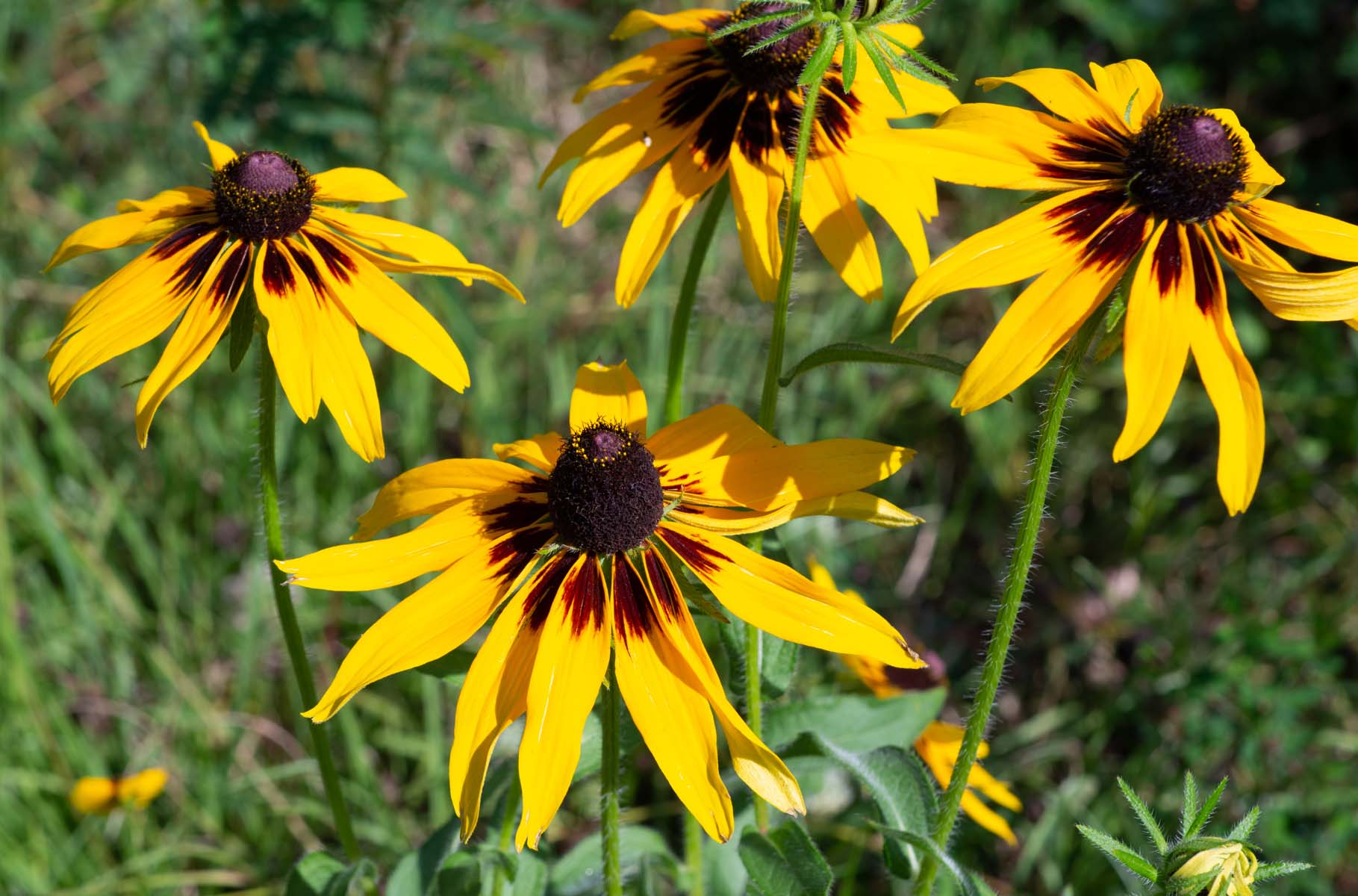 coneflower blooms