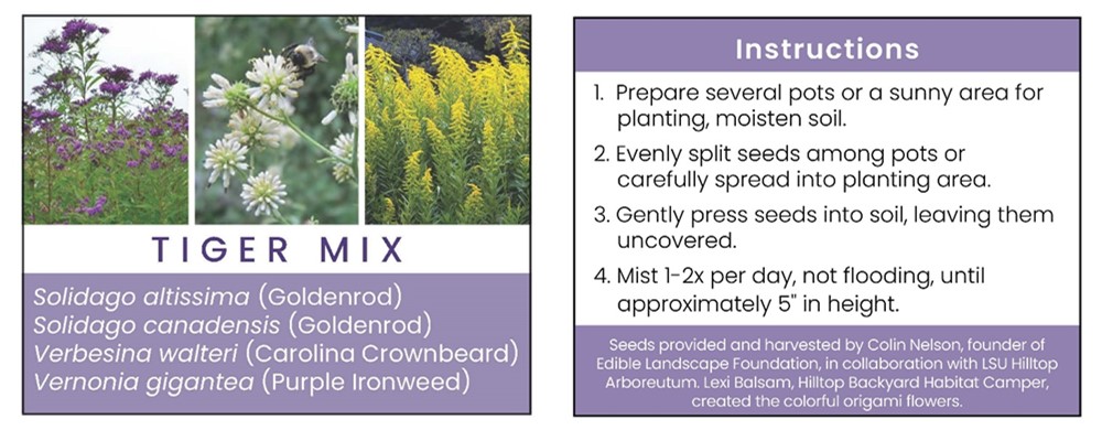 Tiger Mix includes Solidago altissima (Late Goldenrod), Solidage canadensis (Canada Goldenrod), Verbesina walteri (Carolina Crownbeard), and Vernonia gigantea (Purple Ironweed). 