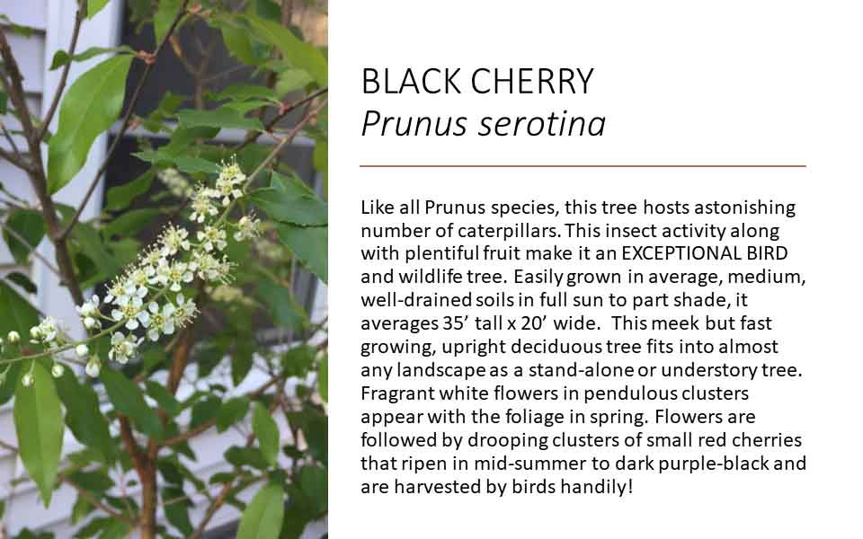 black cherry tree with growing information