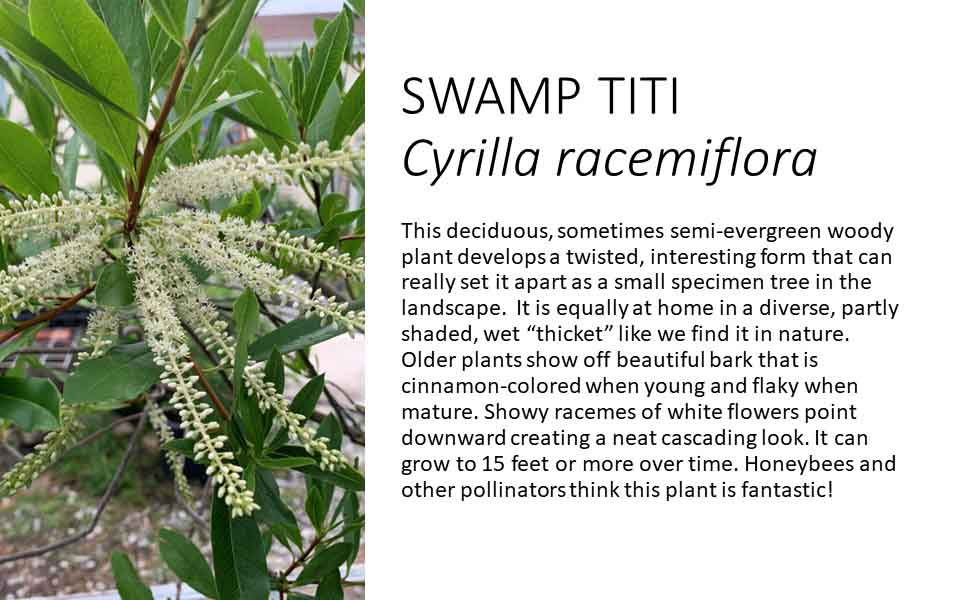 swamp cryilla with growing information