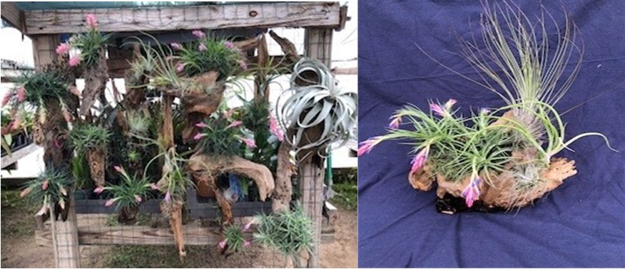 bromeliad and airplant display and lone airplant