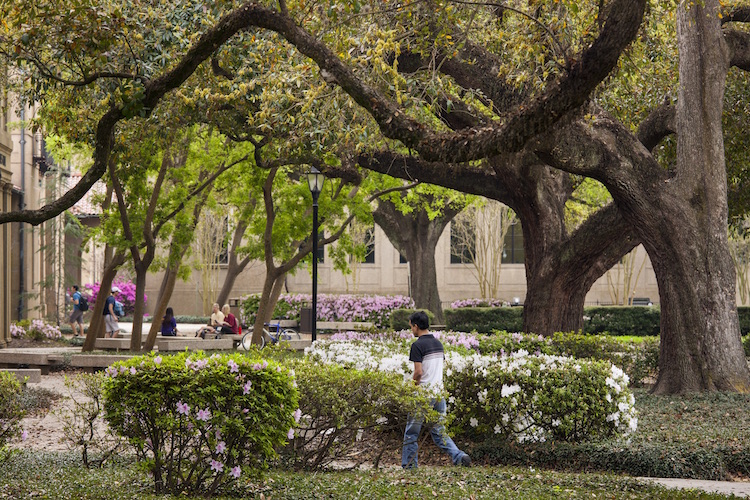 Oaks on LSU campus