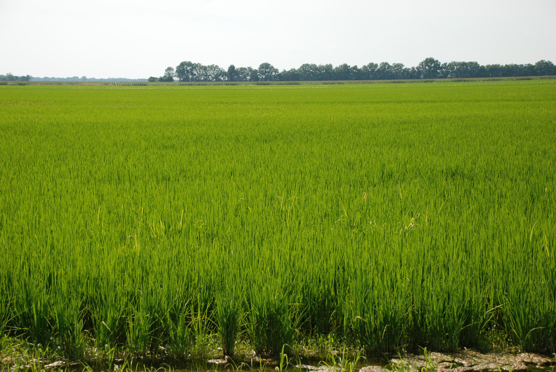 Louisiana Rice Field