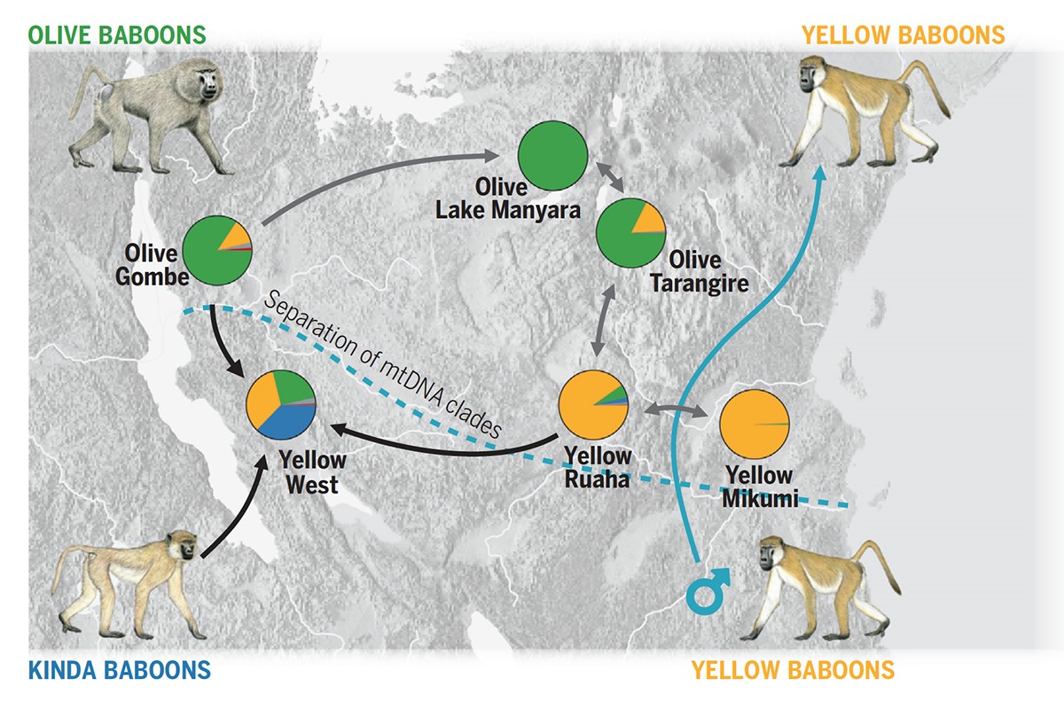 A map tracking whole-genome sequencing, showing how yellow baboons in western Tanzania received genetic input from three distinct lineages—yellow, olive and Kinda baboons.