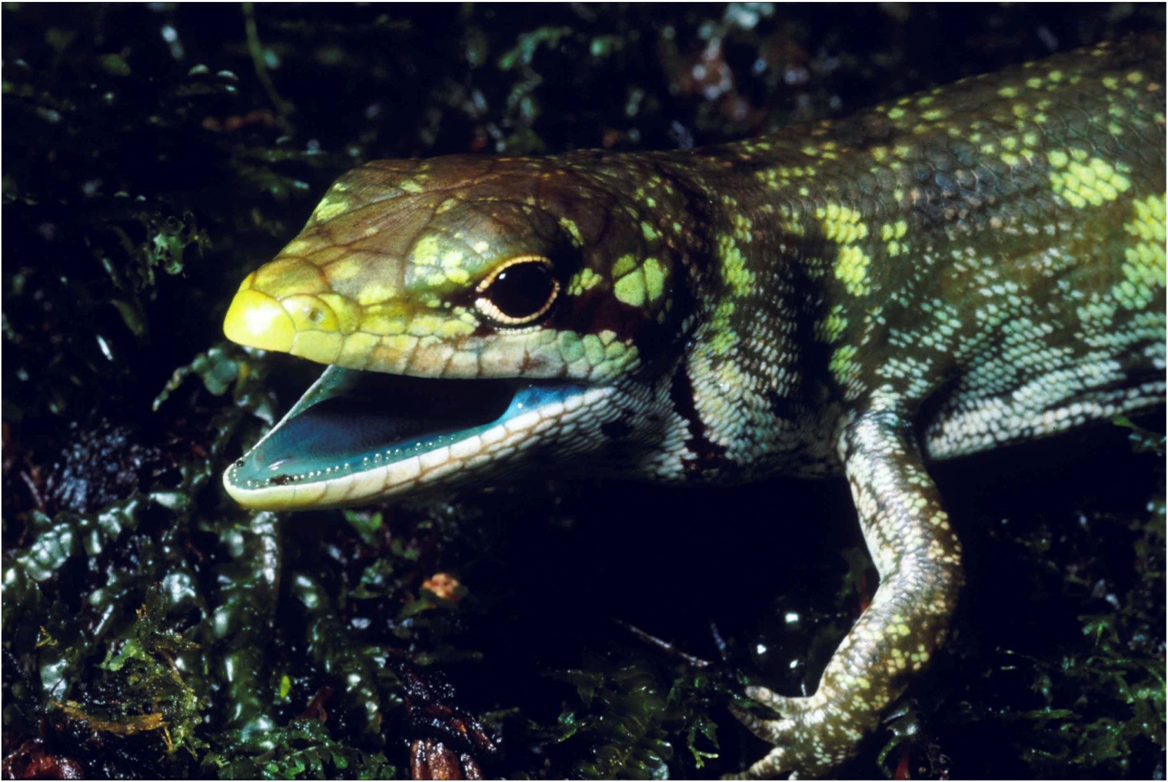 Lime-green lizard in New Guinea