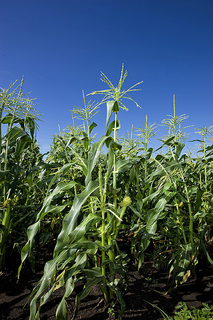 Corn photo credit: USDA