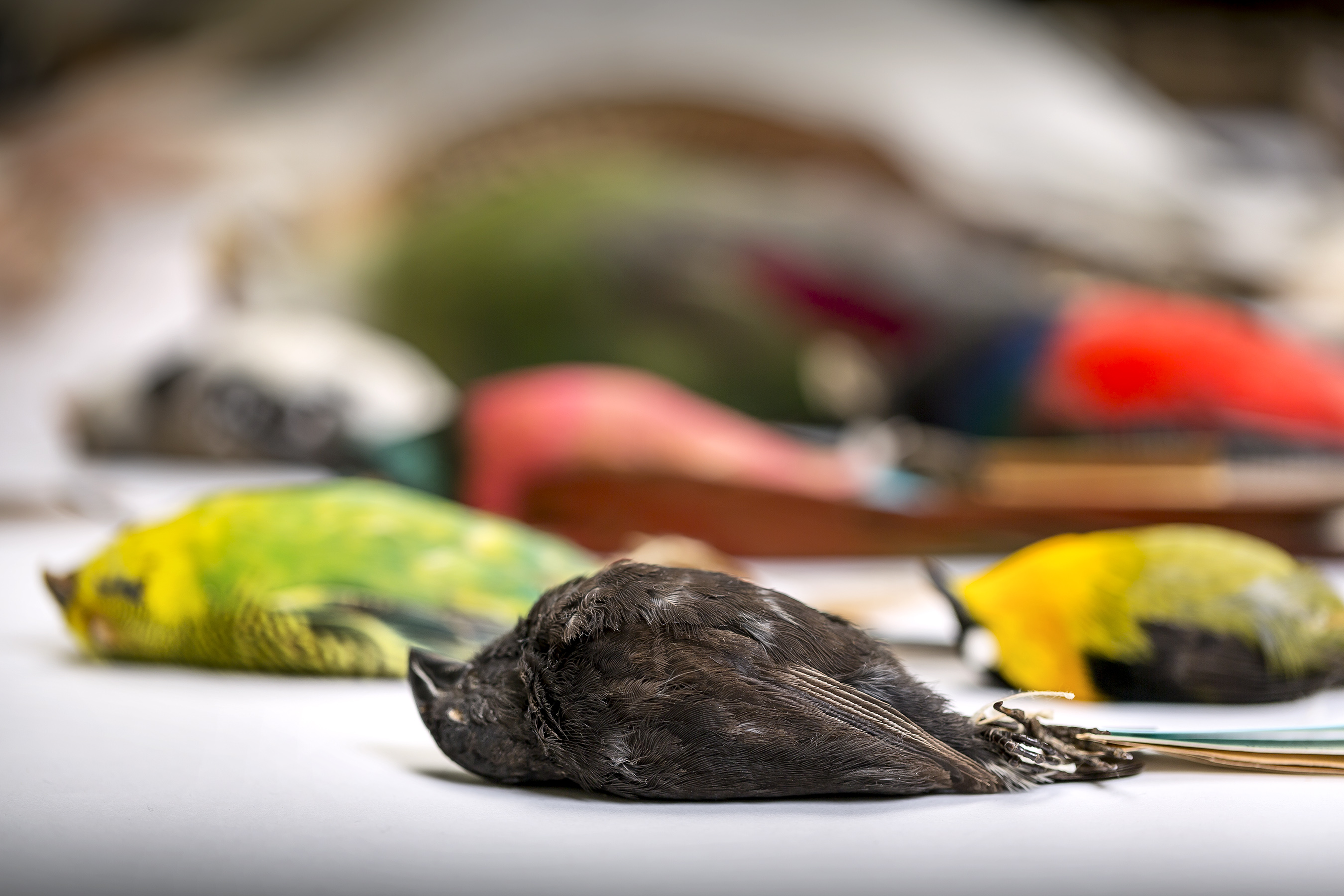 photo: bird specimens