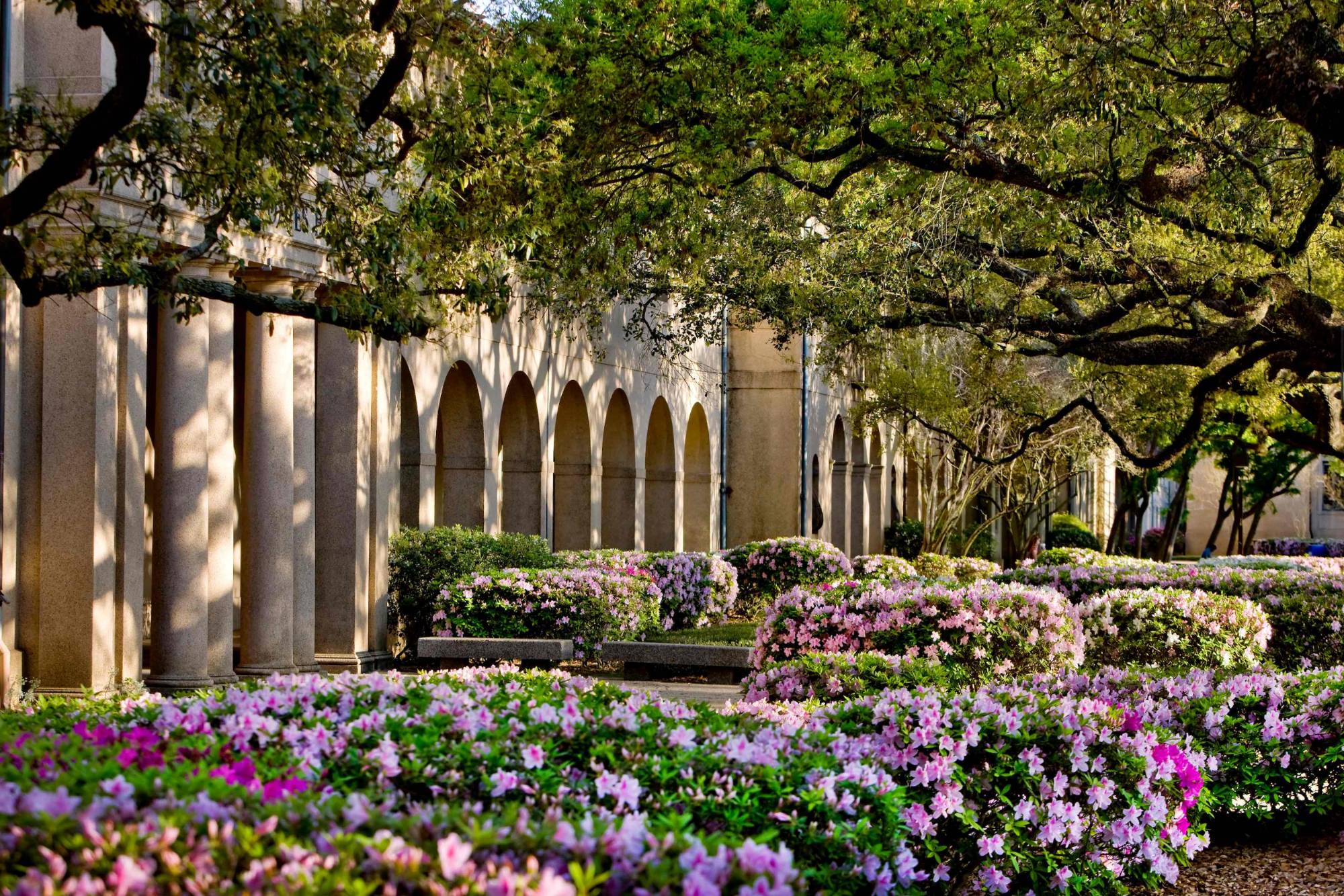 Azalea blooms in the quad under the arches.