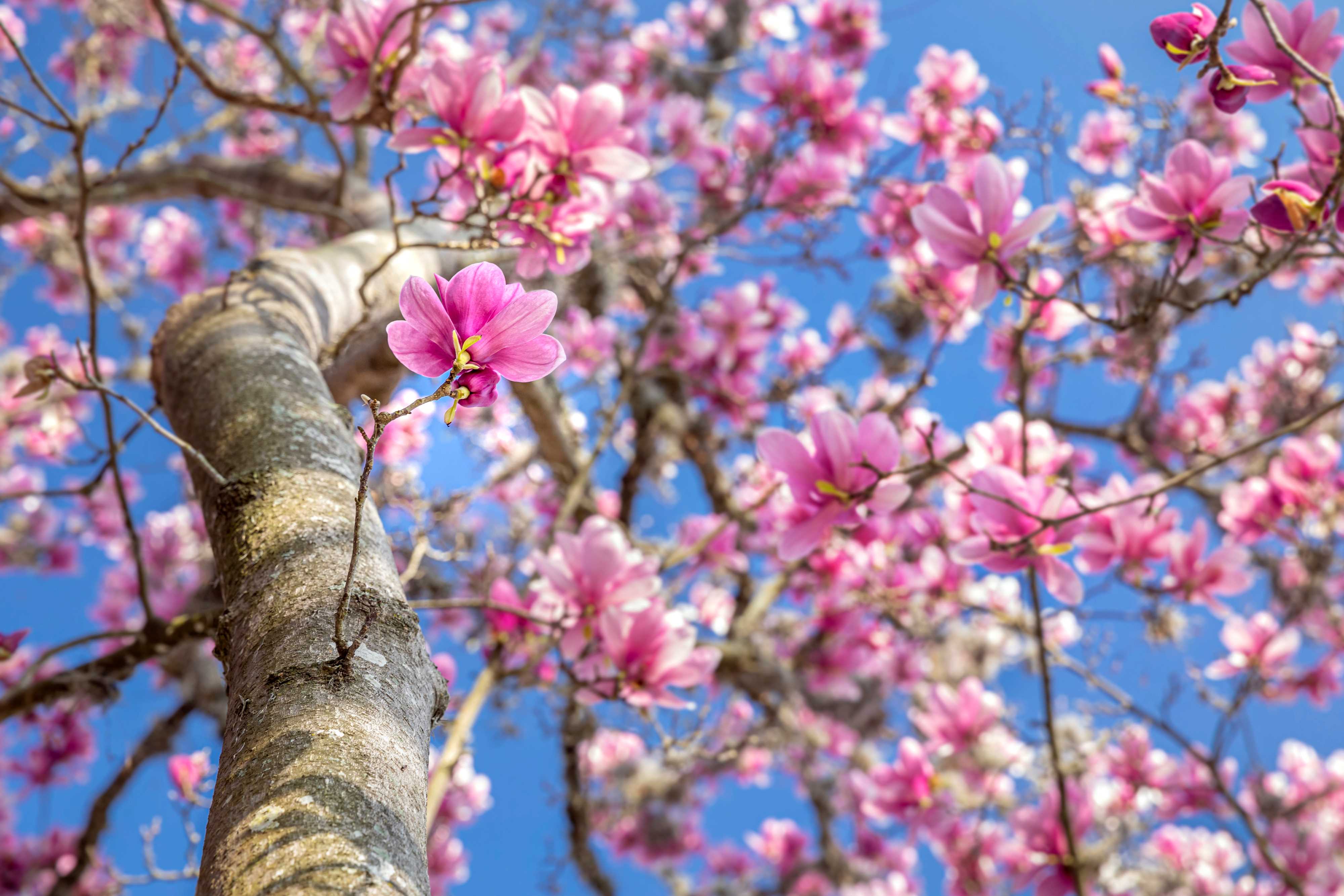 Japenese magnolias blooming on a tree.