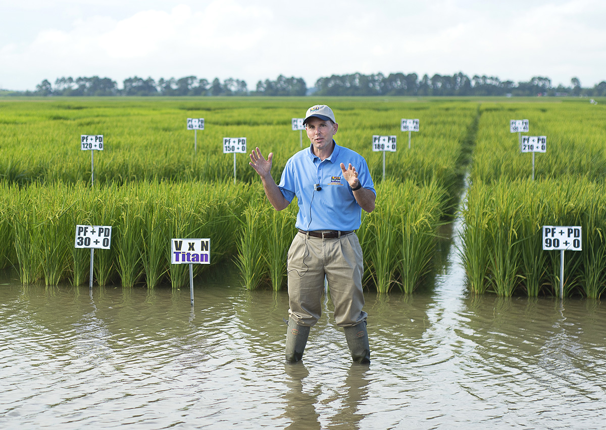 Dustin Harrell stands in a rice field with different varieties under testing