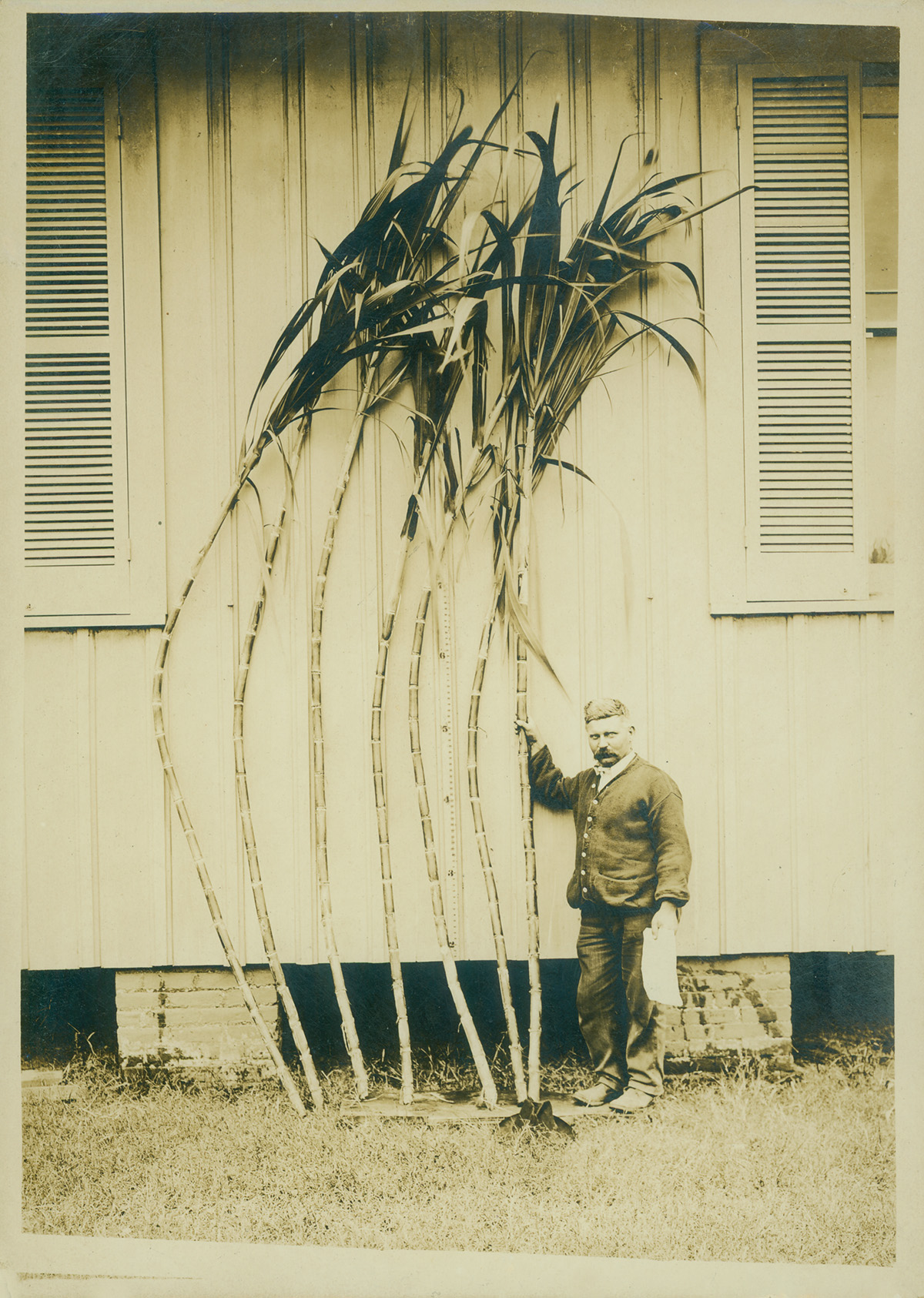 Mr. Weller with seedling cane