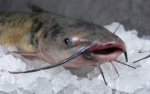 a catfish on ice