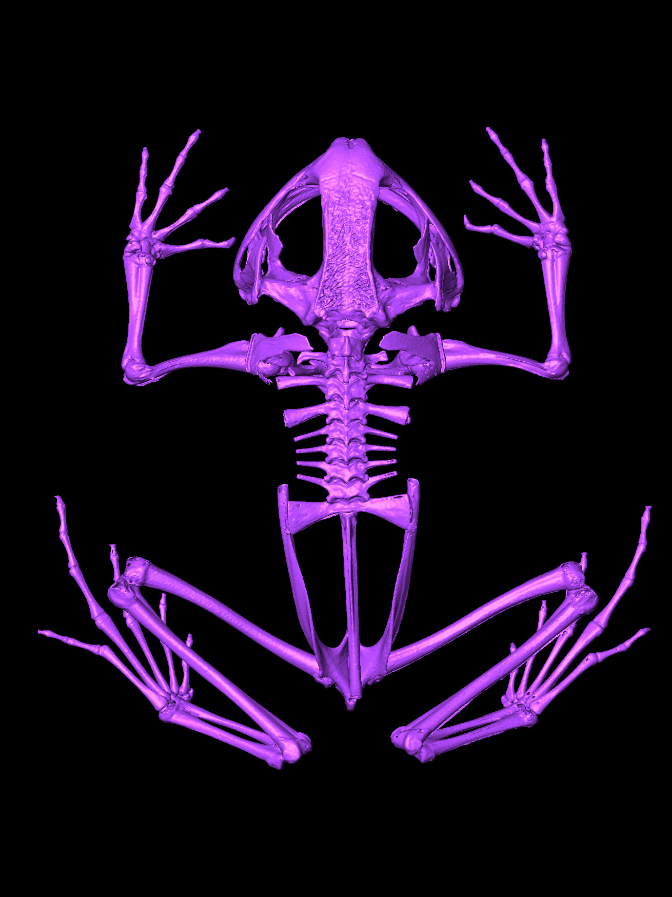 CT frog scan