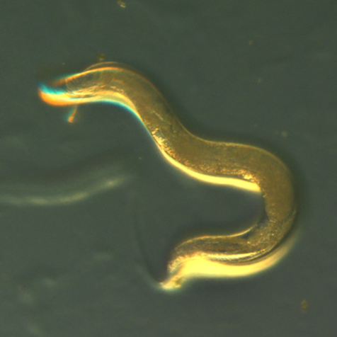 scoparia treated worm