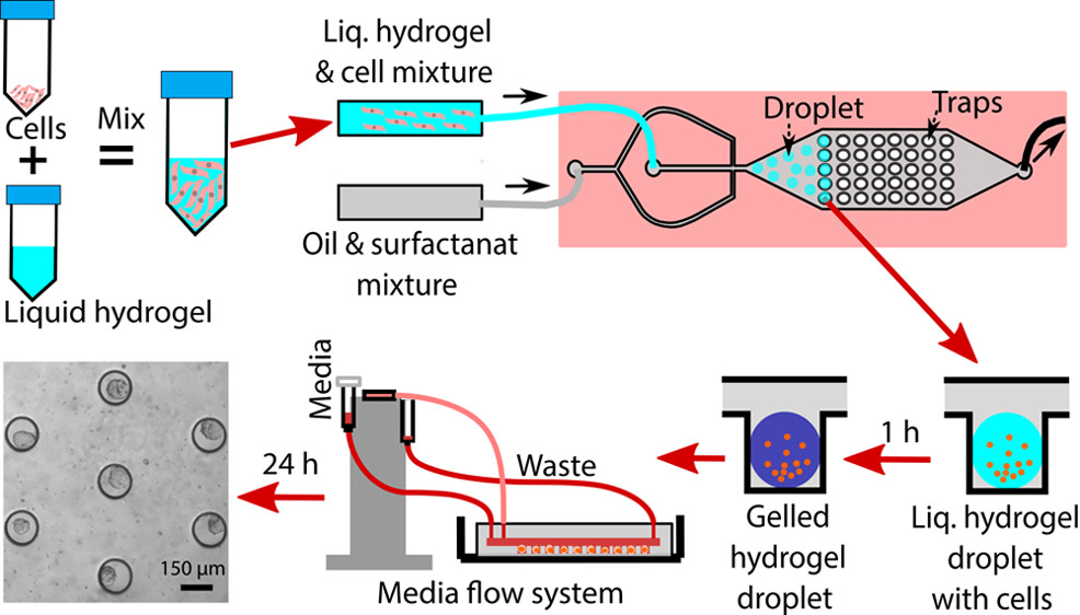 liquid hydrogel system for 3D spheroids