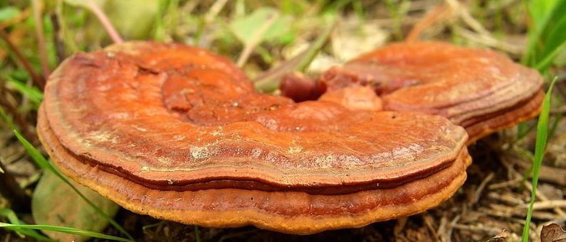 Ganoderma lucidum