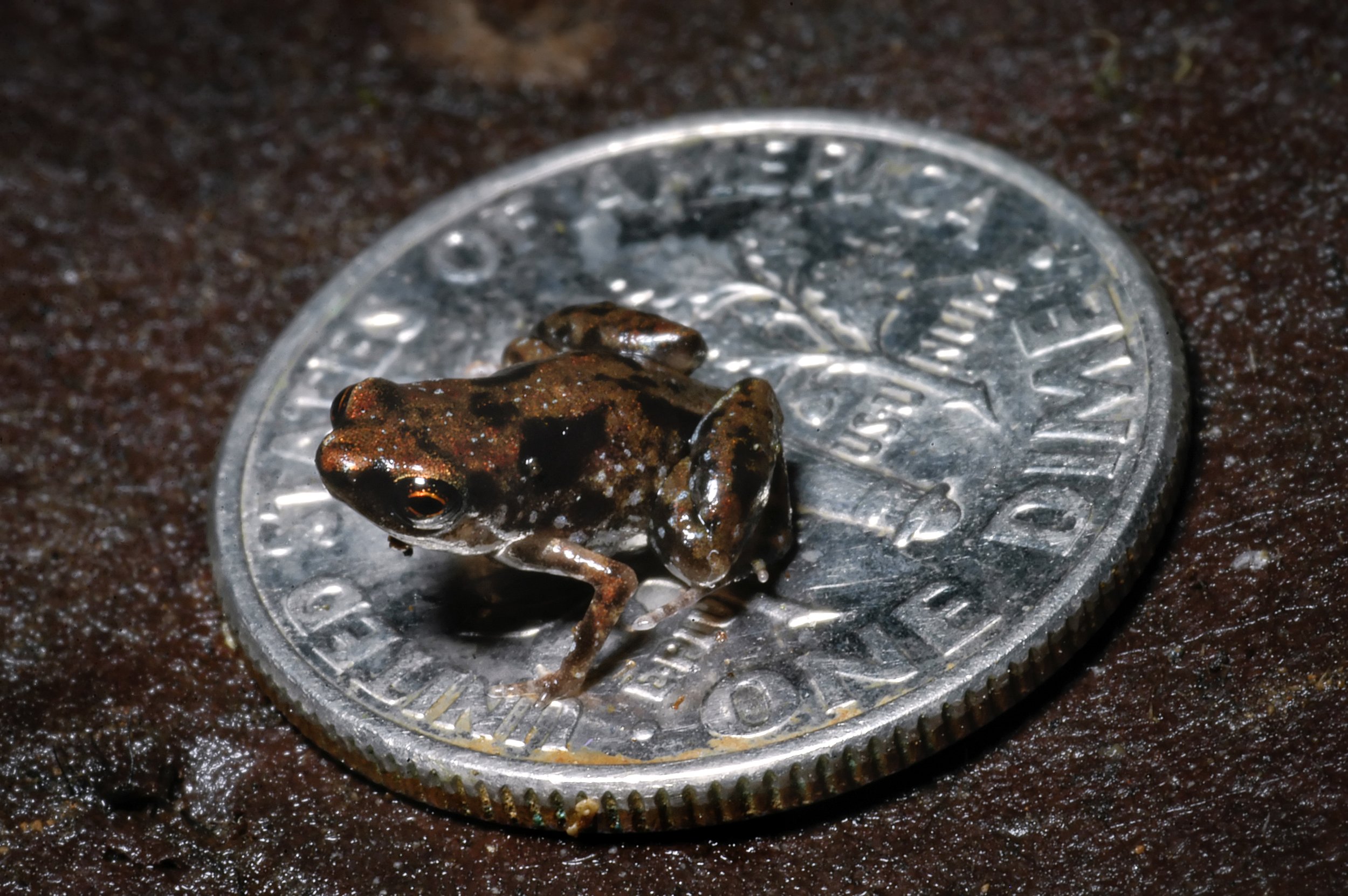 microfrog on quarter