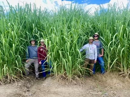 Students at a sugar research field