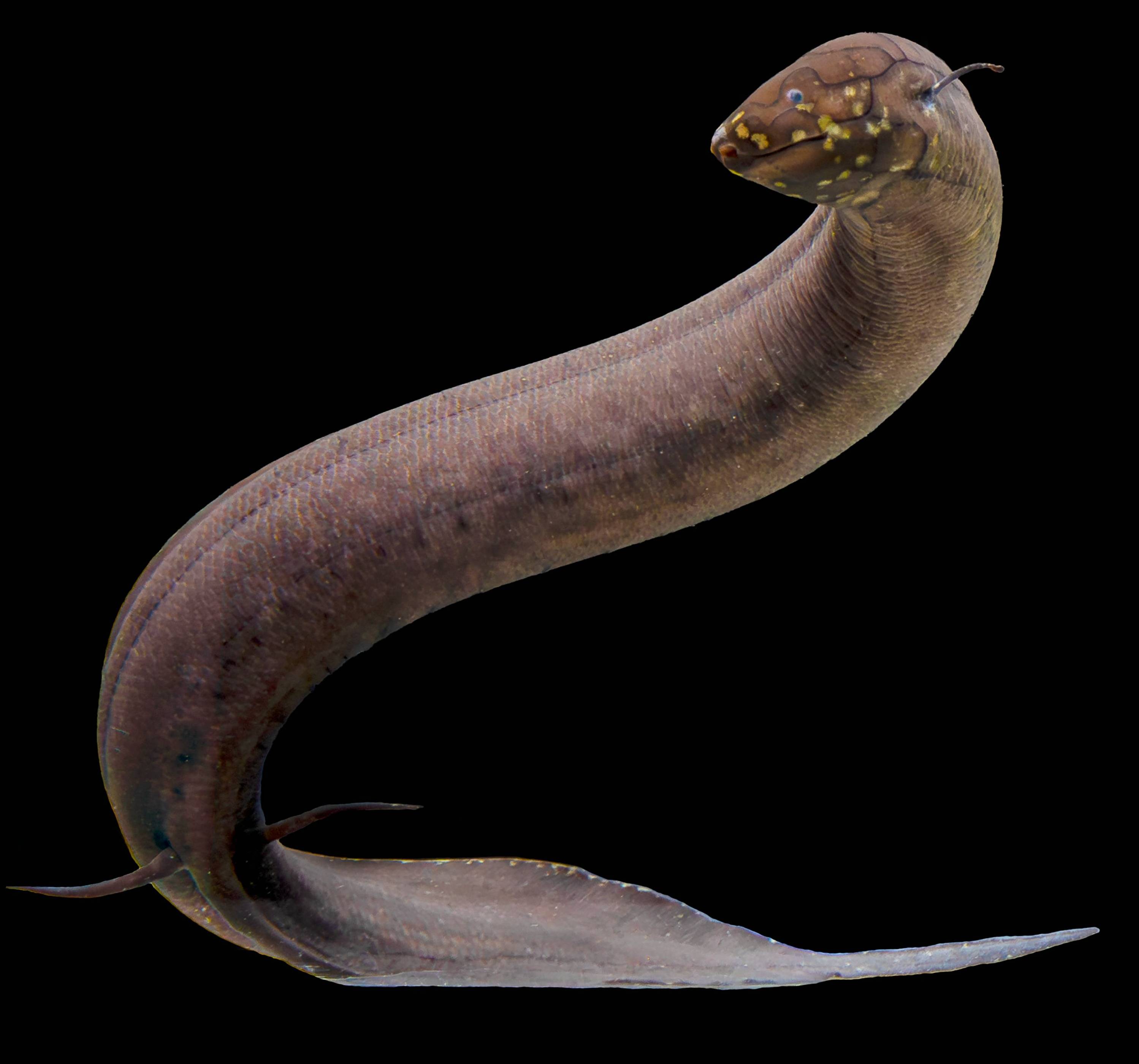 South American Lungfish