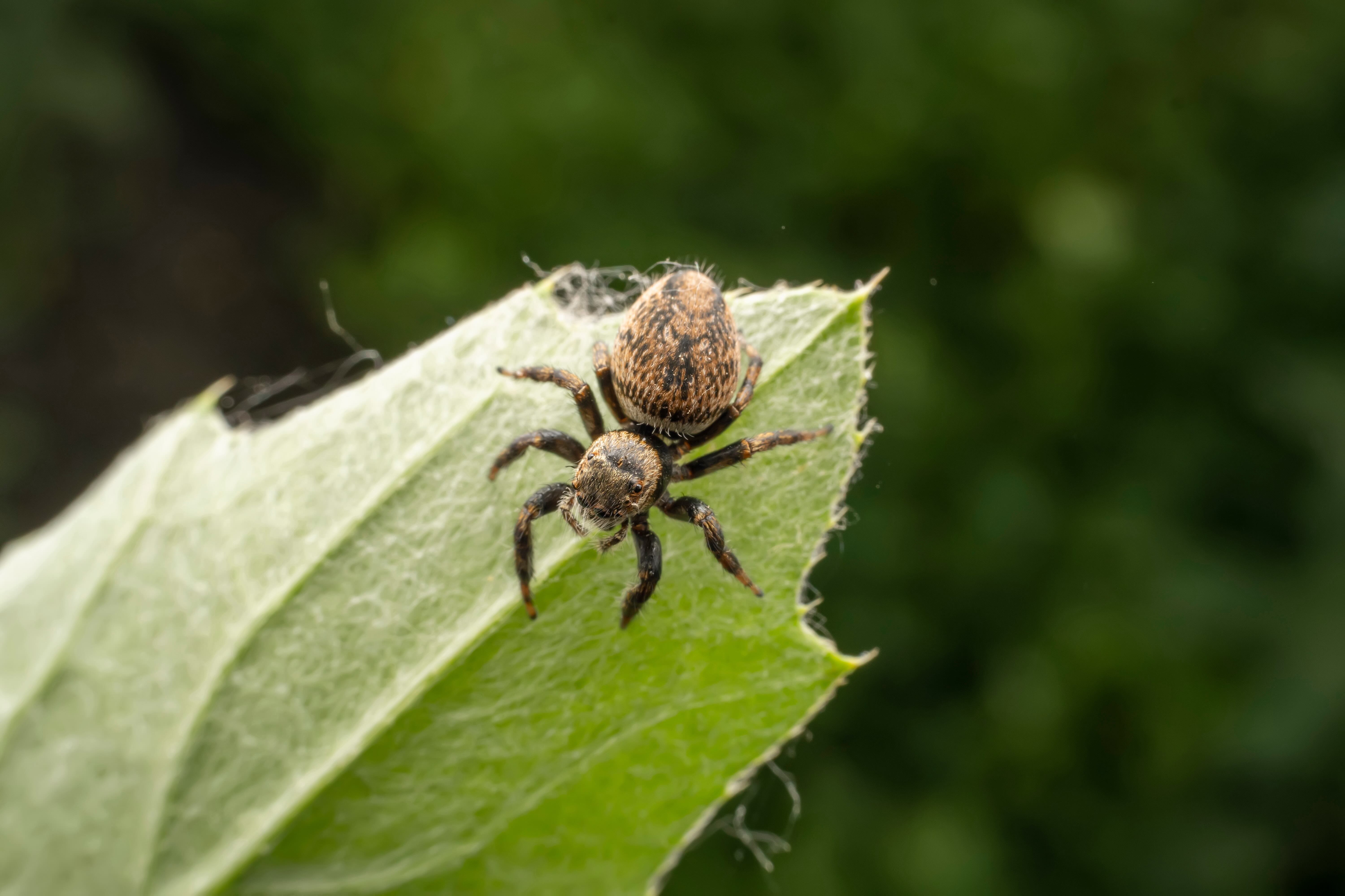 Food Webs and Ecosystem Health